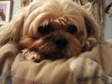 Chipper