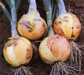 Argentina - Cebollas de exportaci�n