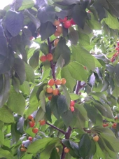 Argentina - Cerezas de exportaci�n