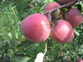 Argentina - Manzanas de exportaci�n