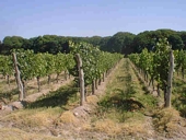 Campos de vi�edos en Argentina