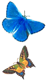 butterflies