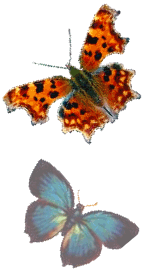 butterflies