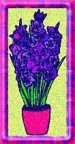 crocuses