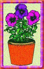 pansies