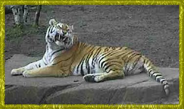 tiger