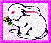 bunny