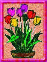 tulips