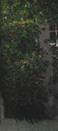 The famous hedge near where Mr. Dimitri zipped up Grace's jacket.