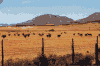 Oudtshoorn