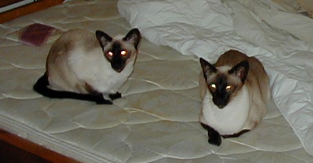 Kosh and Delynn helping make the bed
