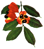 National Fruit- Ackee is the national fruit of Jamaica as well as a component of the national dish � ackee and codfish. Although the ackee is not indigenous to Jamaica, it has remarkable historic associations. Originally, it was imported to the island from West Africa, probably on a slave ship. Now it grows here luxuriantly, producing large quantities of edible fruit each year. 