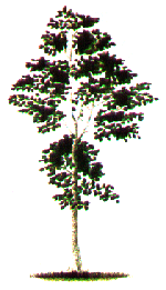 National Tree- The Blue Mahoe is the national tree of Jamaica. It is indigenous to the island and grows quite rapidly, often attaining 20m (66ft) or more in height. In wetter districts it will grow in a wide range of elevations, up to 1200m (4000 ft.) and is often used in reforestation. 