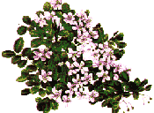 National Plant- The Lignum Vitae was found here by Christopher Columbus. Its name, when translated from Latin, means �wood of life� � probably adopted because of its medicinal qualities. The short, compact tree is native to continental tropical American and the West Indies. In Jamaica it grows best in the dry woodland along the north and south coasts of the island. 