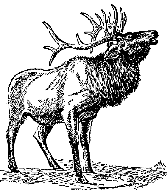 Lordsburge Elks Lodge 1813