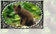 BearCub.jpg (8633 bytes)