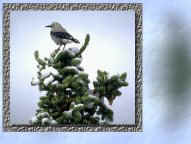 Bird1.jpg (9187 bytes)