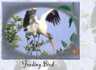 Bird10.jpg (8808 bytes)