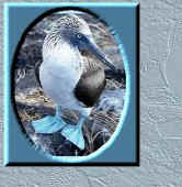 Bird6.jpg (11616 bytes)