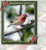 Bird7.jpg (10038 bytes)