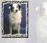Dog11.jpg (7530 bytes)