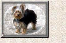 Dog2.jpg (10639 bytes)