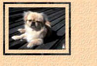 Dog3.jpg (9708 bytes)