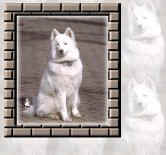 Dog4.jpg (8458 bytes)
