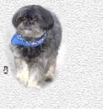 Dog6.jpg (8956 bytes)