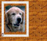 Dog7.jpg (9808 bytes)