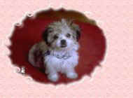 Doggie.jpg (7027 bytes)