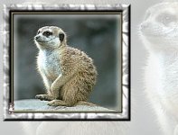 Groundhog.jpg (8605 bytes)