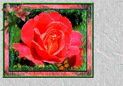 Rose.jpg (12130 bytes)