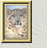 Tiger3.jpg (8725 bytes)