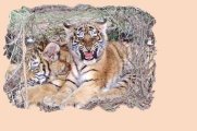 Tigers2.jpg (7383 bytes)
