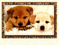 Two Pups.jpg (8335 bytes)