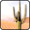 Saguaro Cactus