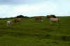 More cows!