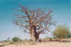 04_Baobab.jpg (227623 bytes)