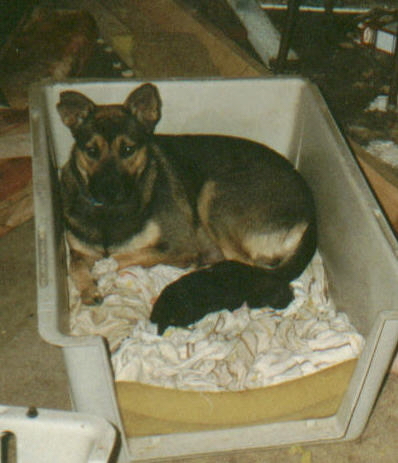 Baby Girl and SoloUno