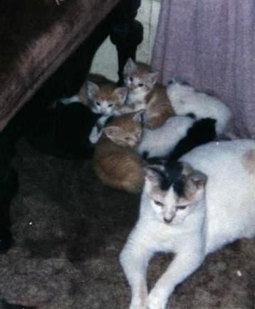 Mew! Mew!&nbsp;&nbsp; Aren't they adorable?