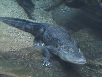 Vacation2003AquaAlligator (9098 bytes)