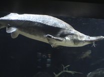 Vacation2003AquaBelugaSturgeon (5945 bytes)