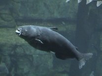 Vacation2003AquaCatfish (5637 bytes)