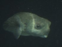Vacation2003AquaPorcupineFish (3513 bytes)