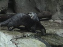 Vacation2003AquaSeaOtters (7852 bytes)