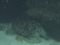 Vacation2003AquaSeaTurtle (4460 bytes)