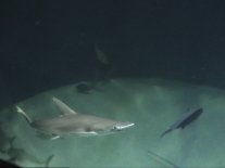 Vacation2003AquaShark (3661 bytes)