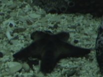 Vacation2003AquaStarfish (7733 bytes)