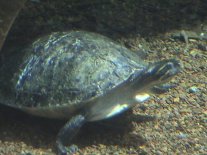 Vacation2003AquaTurtle5 (10428 bytes)